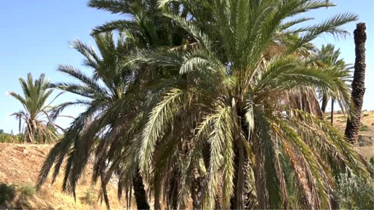 TİKA\'dan KKTC\'de kırmızı palmiye böceğiyle zirai mücadeleye destek