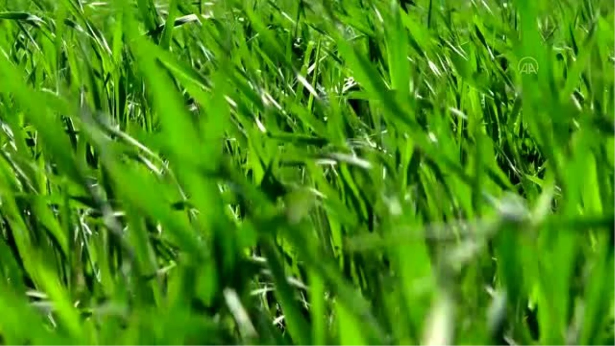 Vali Öksüz, Kavılca buğdayının ekildiği tarlaları inceledi - KARS