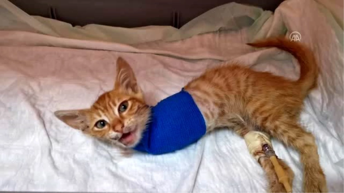 Yaralı halde bulunan kedi yavrusu cerrahi müdahaleye rağmen 2 bacağını kaybetti