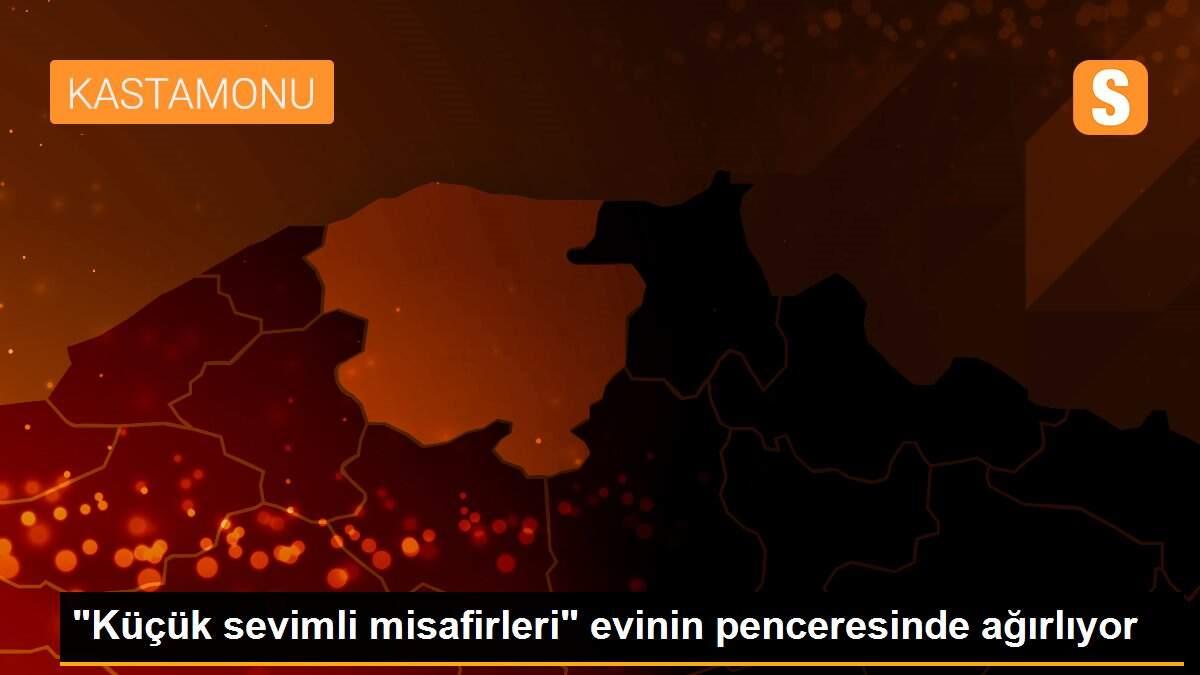 "Küçük sevimli misafirleri" evinin penceresinde ağırlıyor