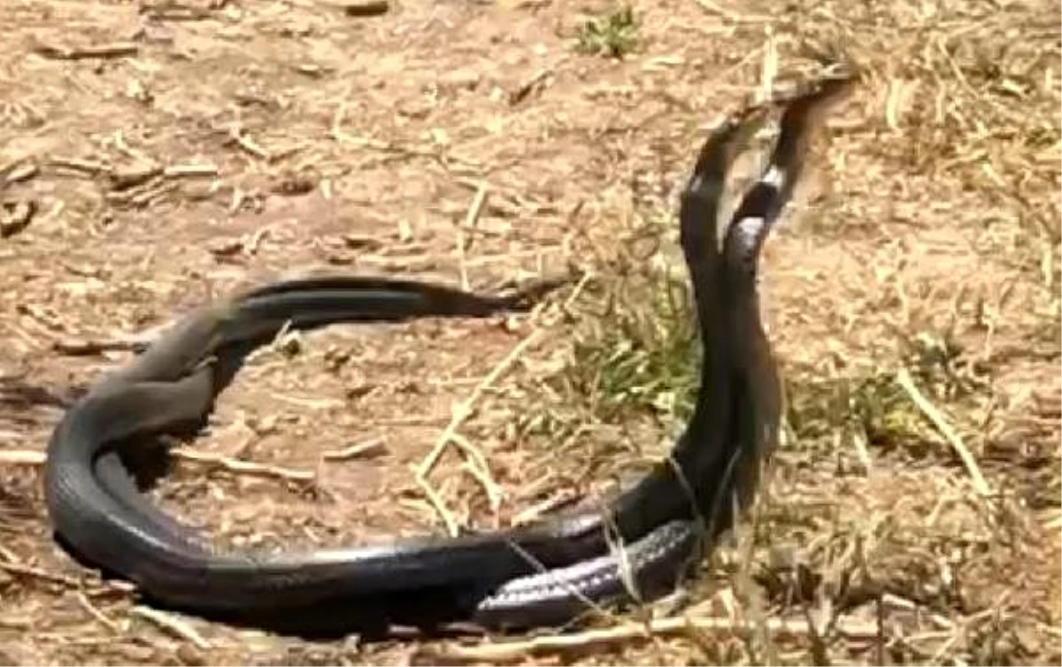 Uzunlukları 2 metreyi geçen yılanların çiftleşme dansı kamerada