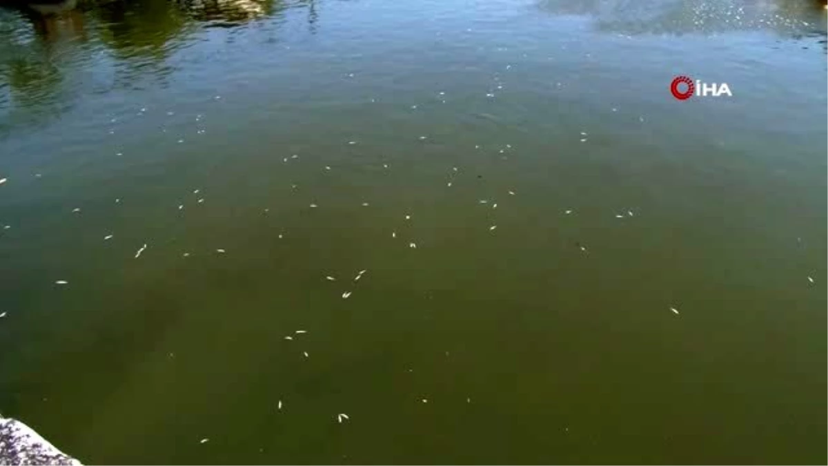 Küçükçekmece Gölü\'ne binlerce balık kıyıya vurdu