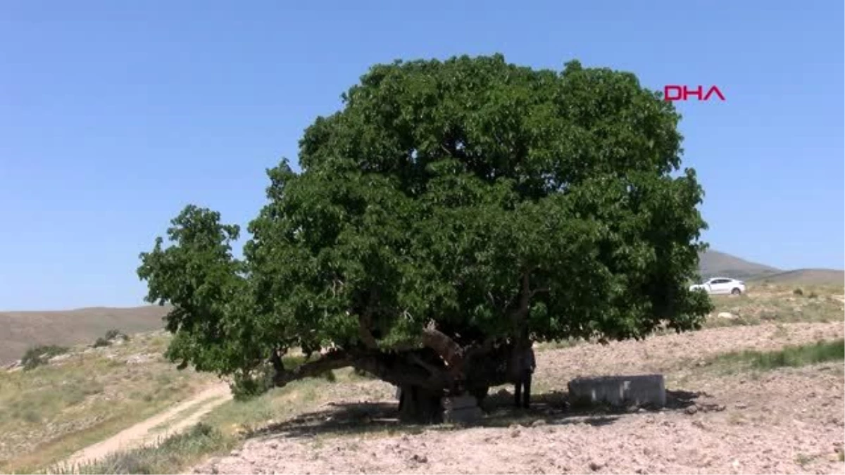 Nevşehir\'de bin yıllık dut ağacı meyve veriyor