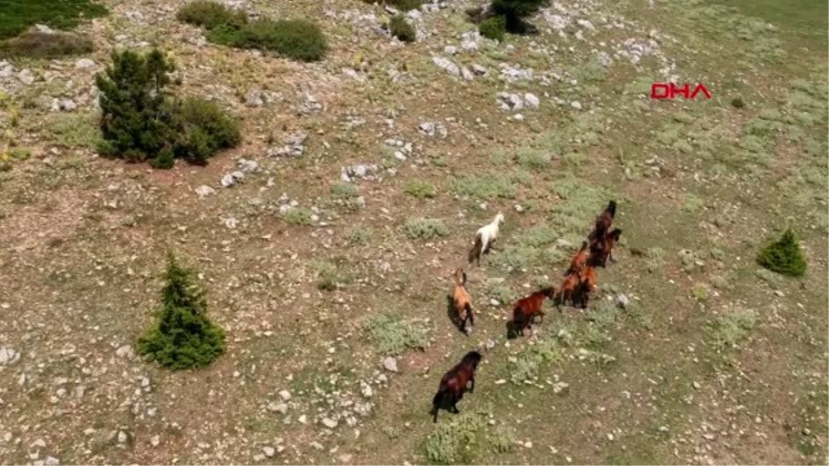 Spil Dağı\'nın özgür sahipleri; yılkı atları