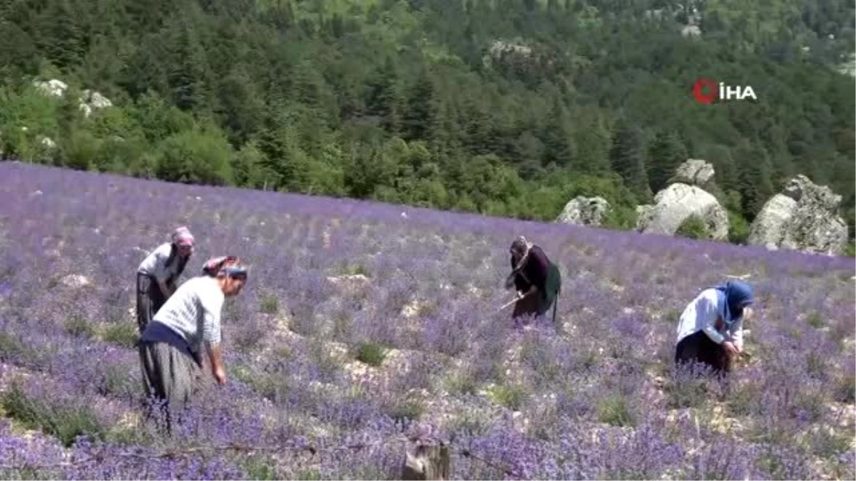 Son dakika! Torosların zirvesinde bin yıllık hasat gelenek