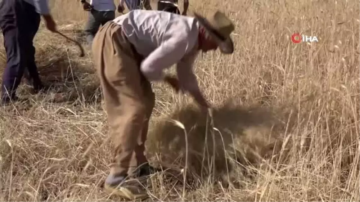 40 derece sıcaklıkta buğday hasadı