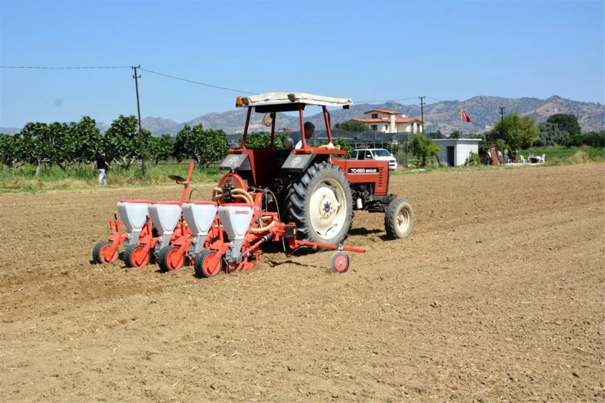 Aydın\'da yerli tohum kullanımını arttırma çalışmaları sürüyor