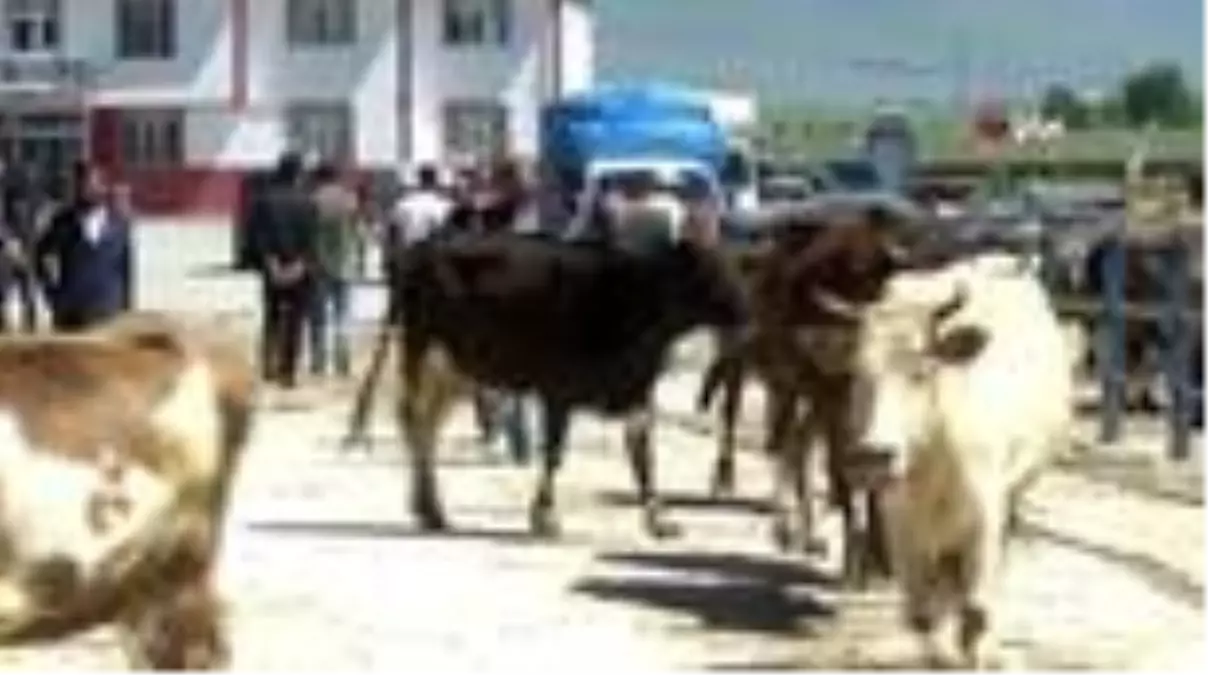 Son dakika haber: Doğu Anadolu\'dan kurbanlık sevkiyatları başlıyor