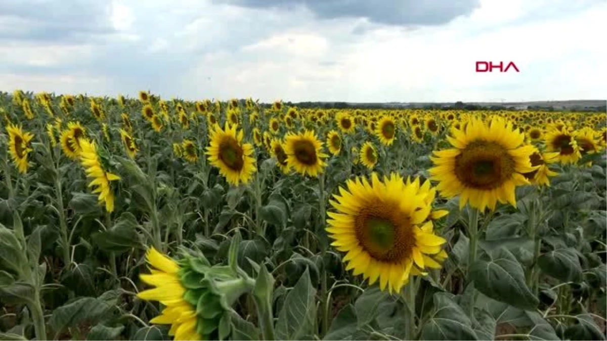 EDİRNE Trakyalı çiftçi, yağışların beslediği ayçiçeğinden umutlu