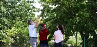 'Helaldir, afiyet olsun' yazdı, kiraz yemek isteyenlere bahçesini açtı