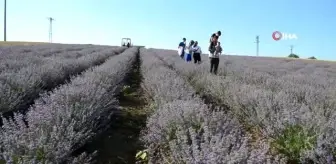 İstanbullular, Tekirdağ'daki mor tarlalara akın etti