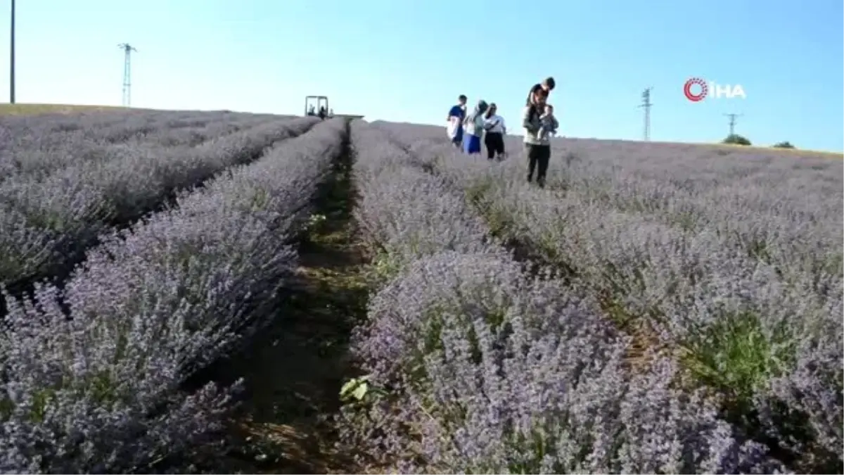 İstanbullular, Tekirdağ\'daki mor tarlalara akın etti