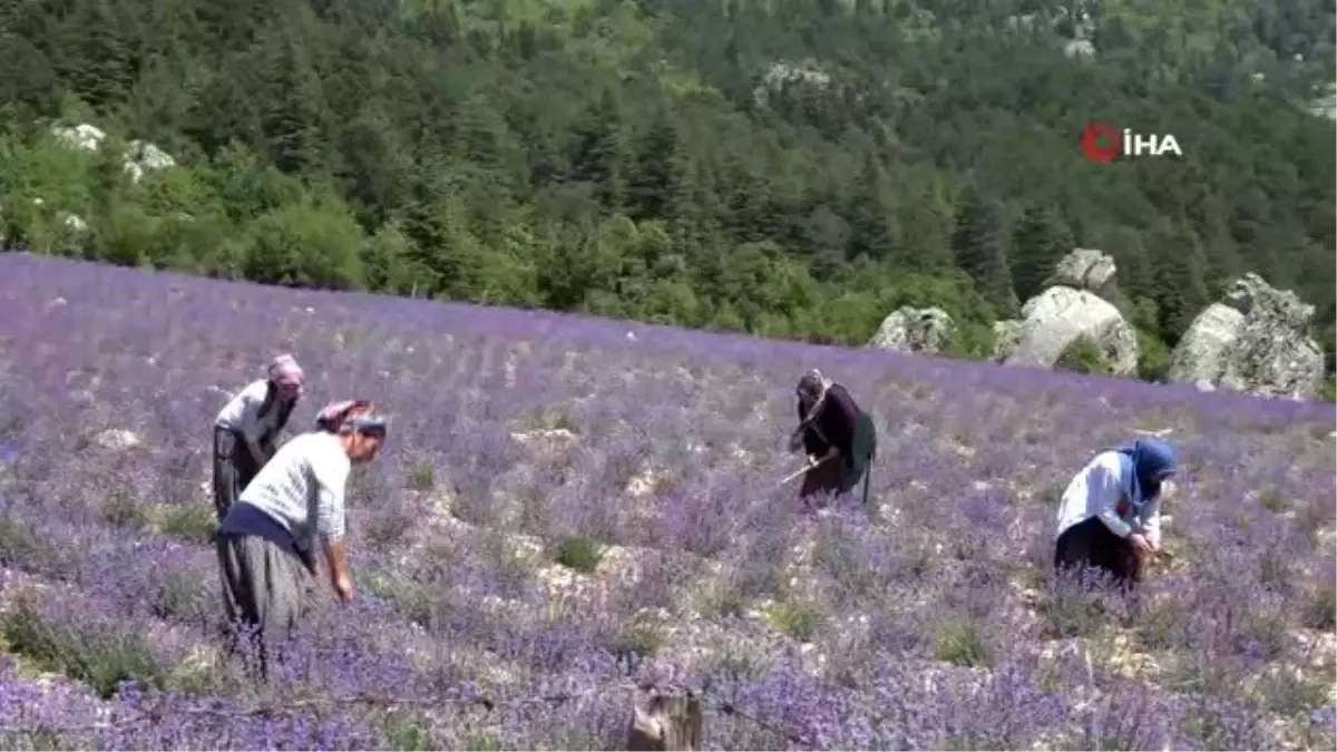 Kadınlar hayallerinin peşinden koştu, köy lavanta bahçesine dönüştü