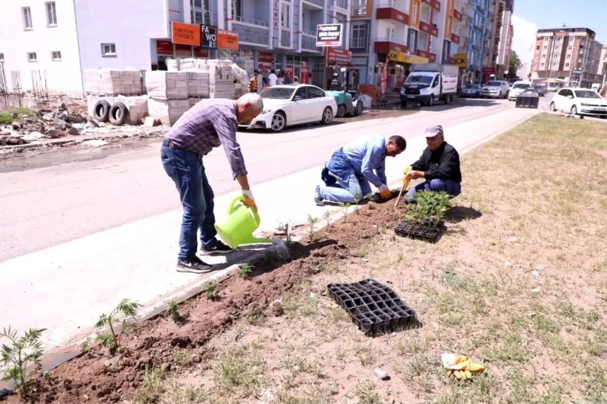 Kars Belediyesi refüj peyzaj düzenliyor