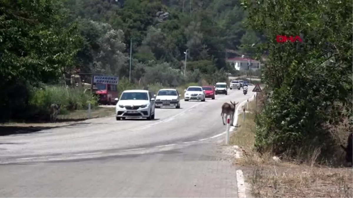 MUĞLA Marmaris\'te trafikte başıboş eşek tehlikesi