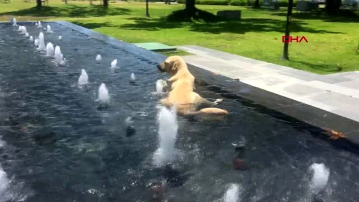 Sokak köpeğinin süs havuzu keyfi