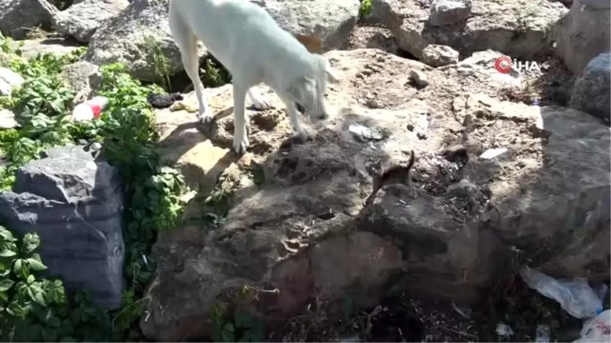 Yavru kedi ile köpeğin gülümseten dostluğu kamerada