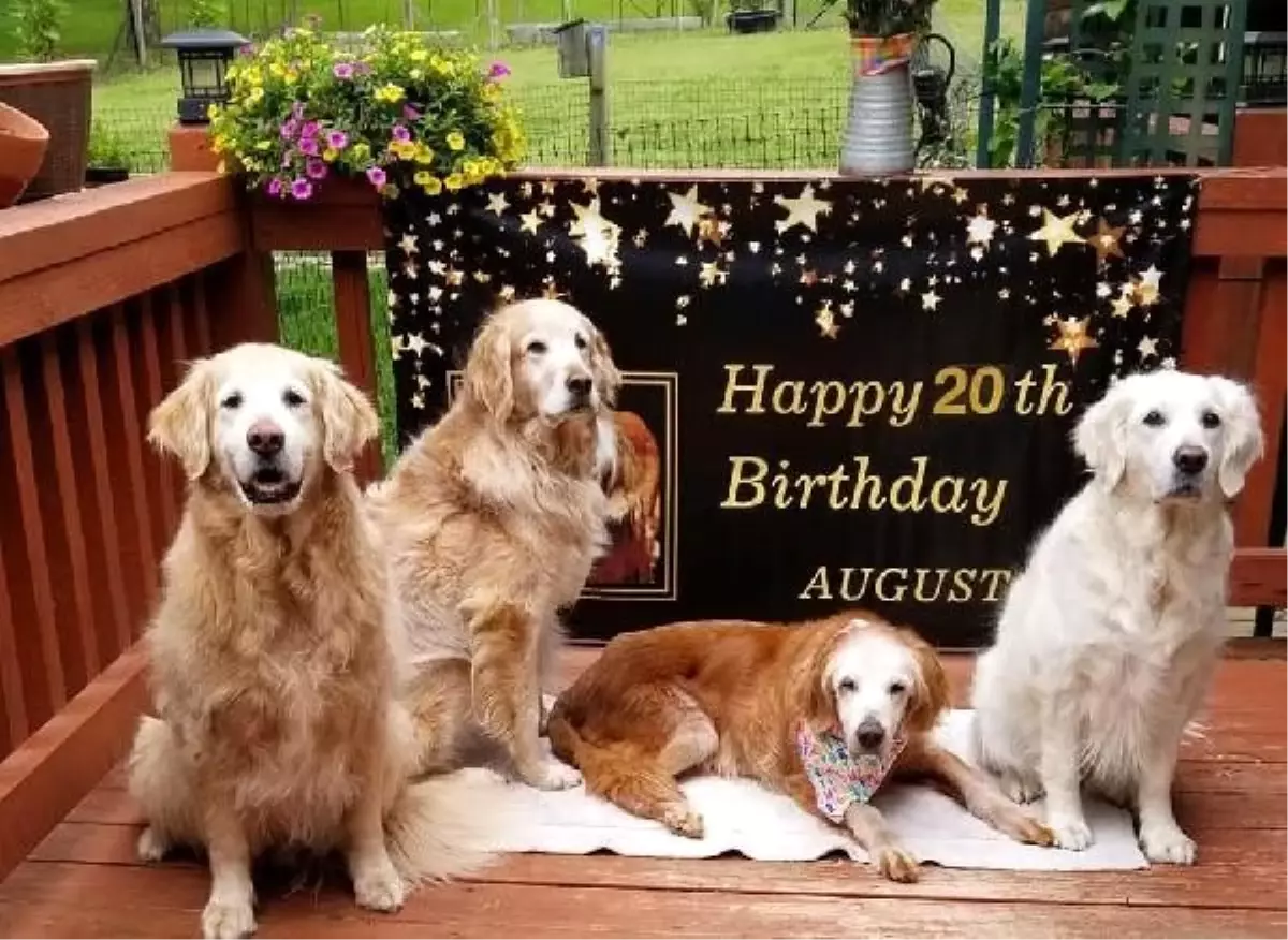 ABD\'de dünyanın en yaşlı Golden Retriever\'ı 20 yaşına girdi