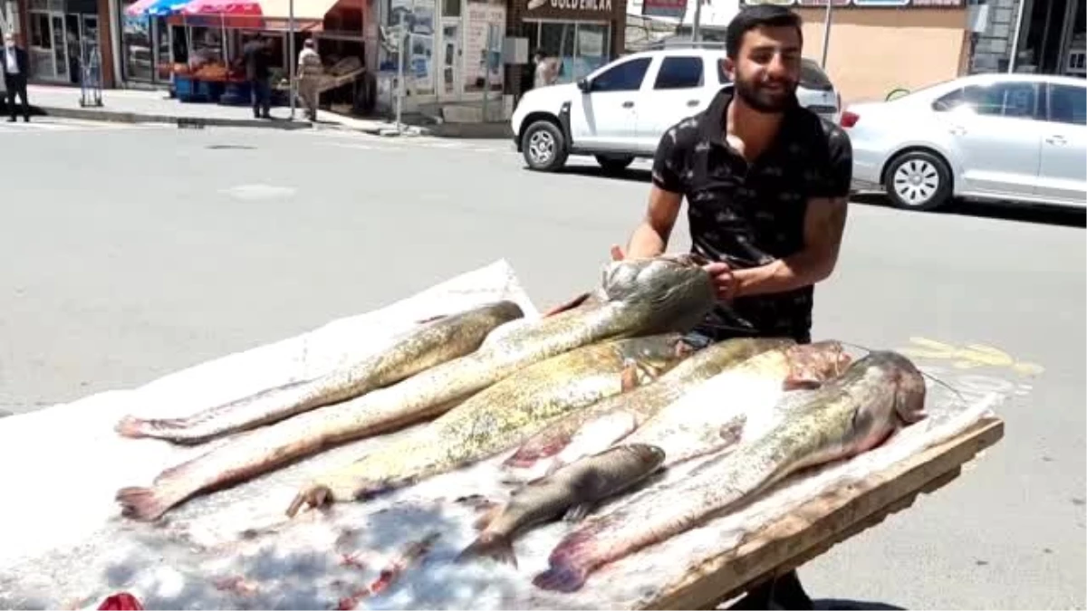 Ardahan\'da yakalanan bir metreyi aşkın yayın balıkları ilgi gördü