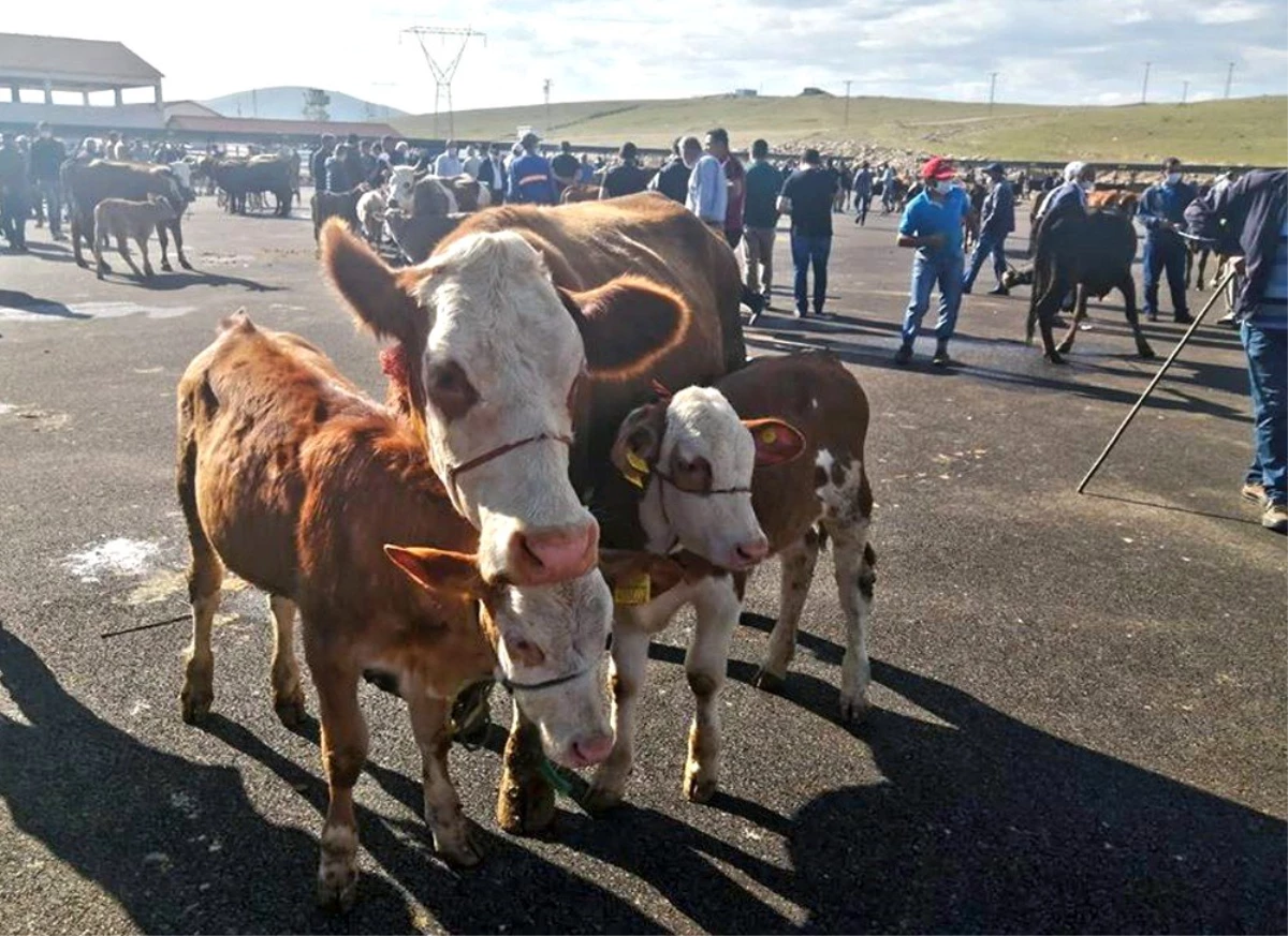 Bayburt Canlı Hayvan Pazarında Kurban Bayramı öncesi hareketlilik başladı