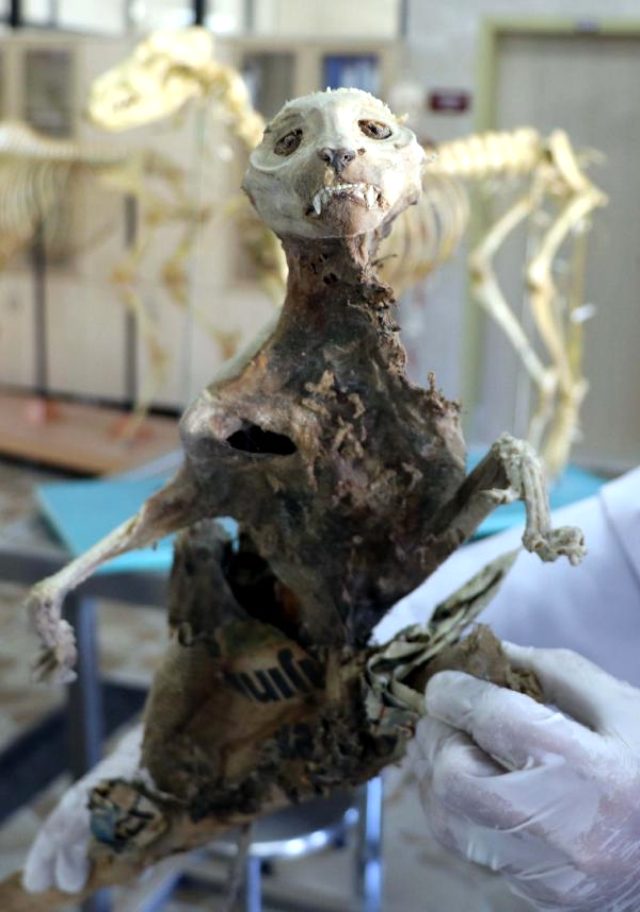 Kayseri’de bir evin bodrumunda bulunan hayvan iskeleti, sansara ait