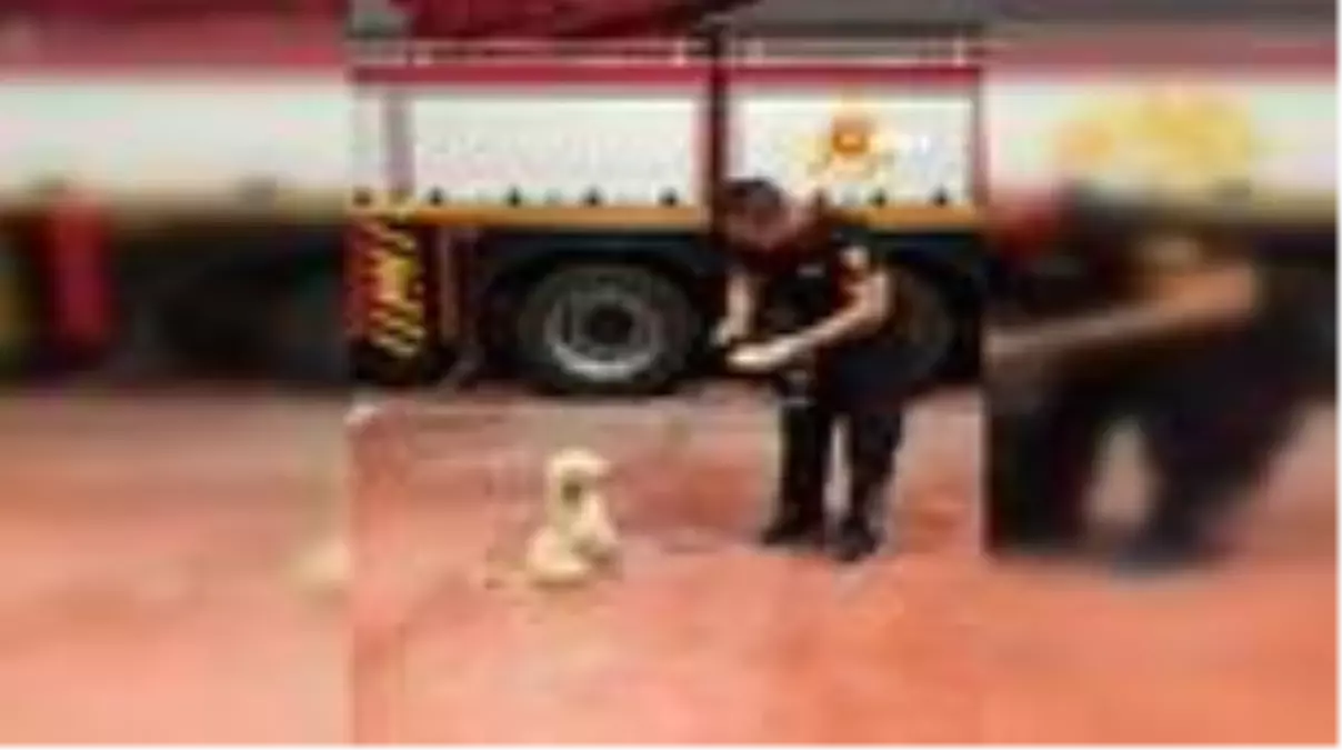 Son dakika haber! İtfaiyenin maskotu sevimli köpek "Leydi"