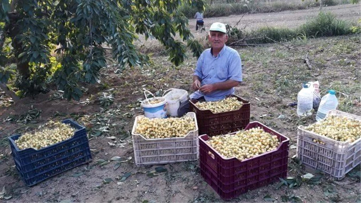 Üretici isyan ediyor: Şaphane kirazı toptancıda 2 TL, markette 9 TL