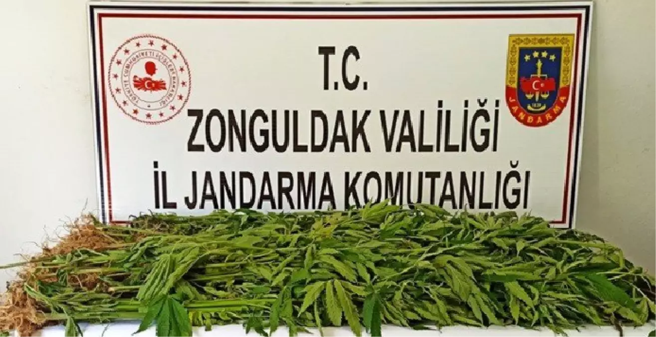 Son dakika! Zonguldak\'ta 143 kök kenevir ele geçirildi