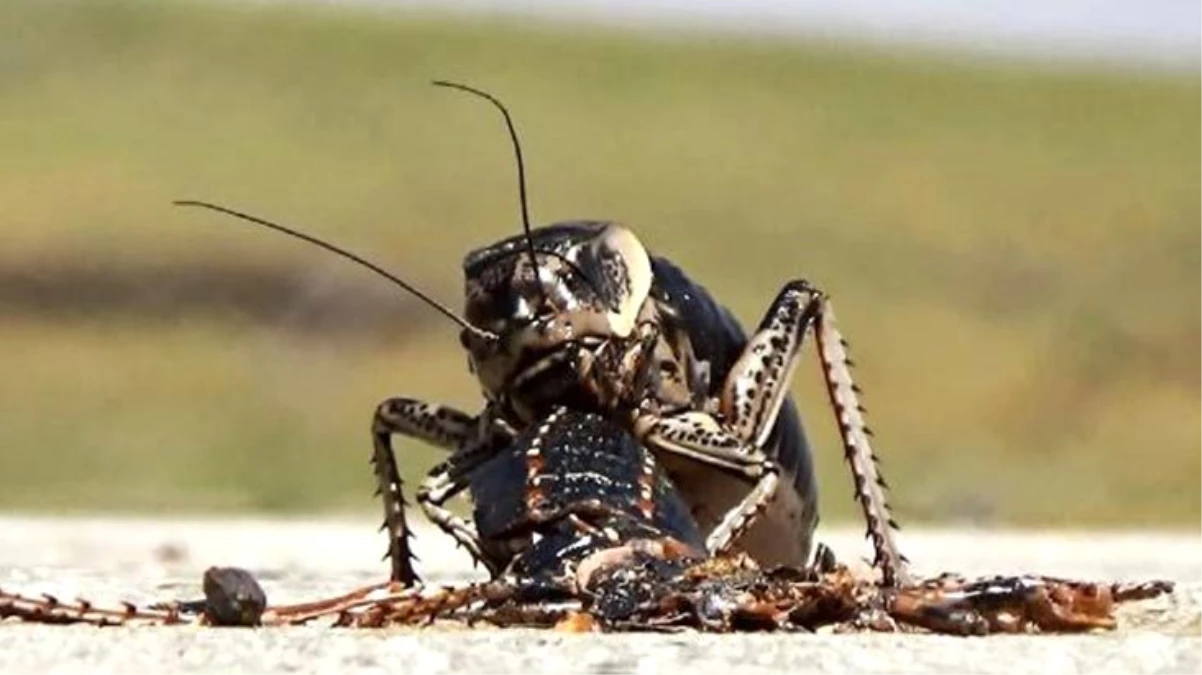 Dünyada sadece Türkiye\'de bir bölgede görülen böceğin dişisi erkeğini yerken ilk kez görüntülendi