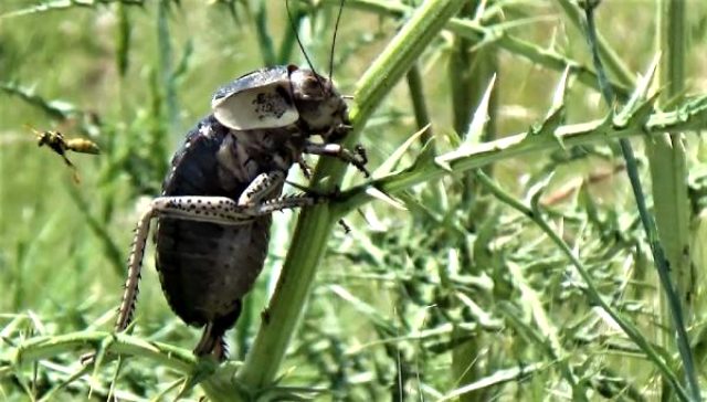 Dünyada sadece Türkiye'de bir bölgede görülen böceğin dişisi erkeğini yerken ilk kez görüntülendi