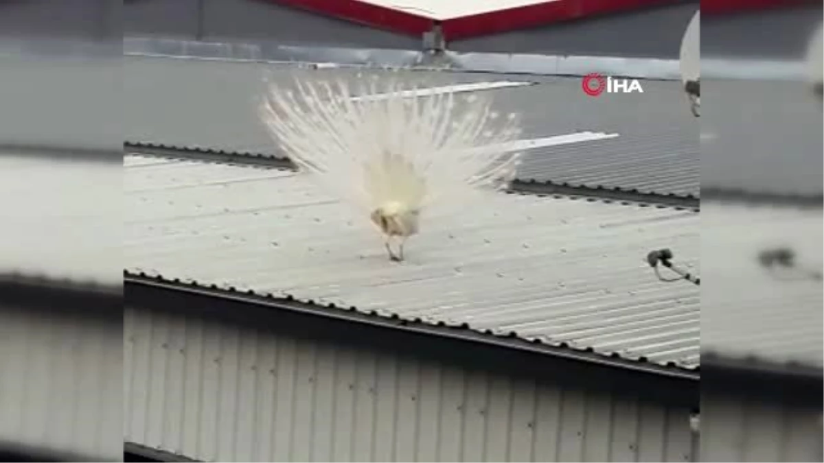Fabrikanın çatısına tavus kuşu kondu, görenler şaşkına döndü