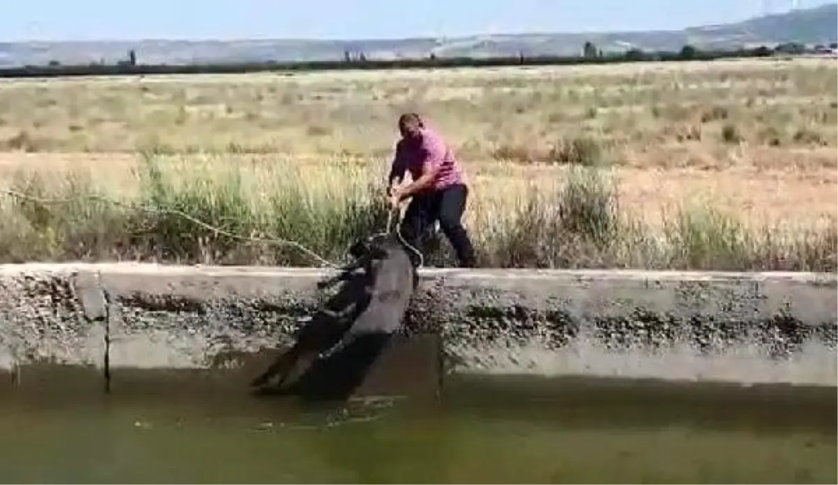 Kanala düşen yaban domuzunu, avcı kurtardı