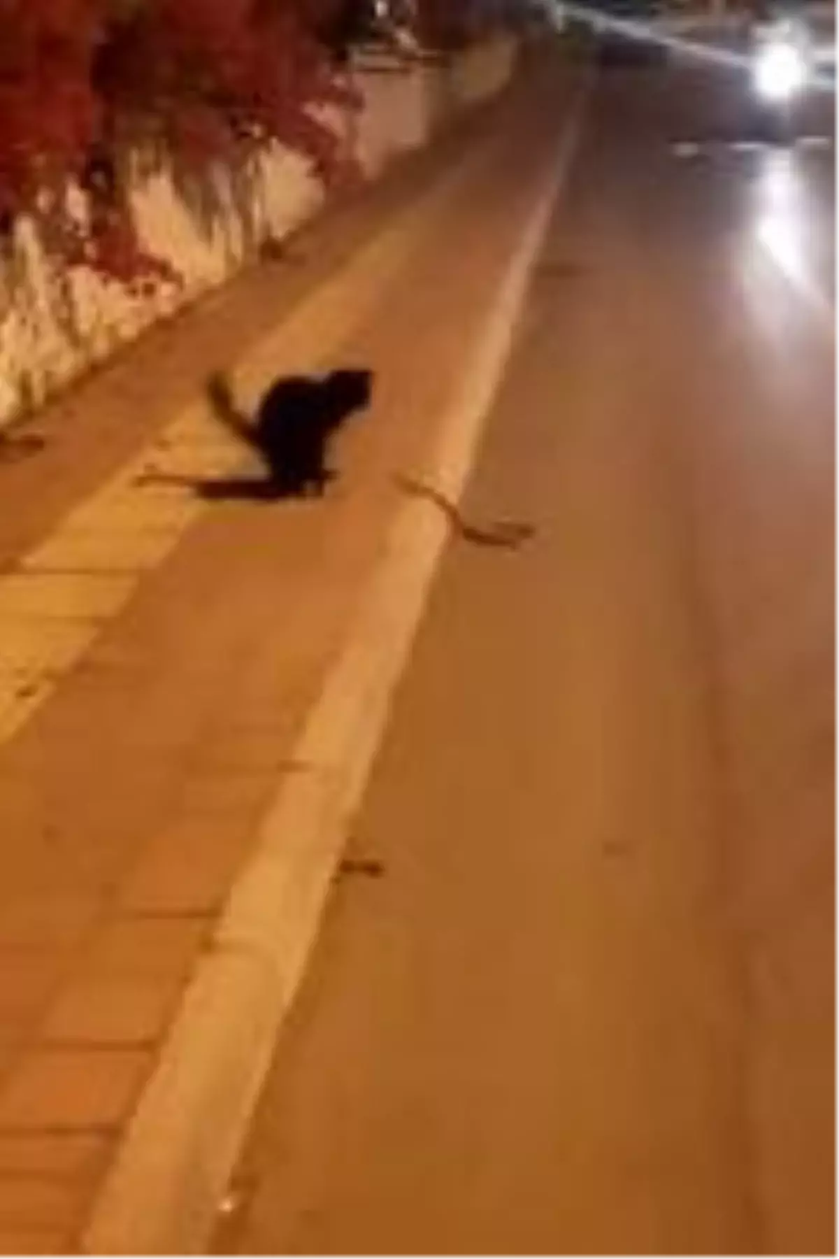 Kedi ile yılanın birbirlerine saldırı anı kamerada