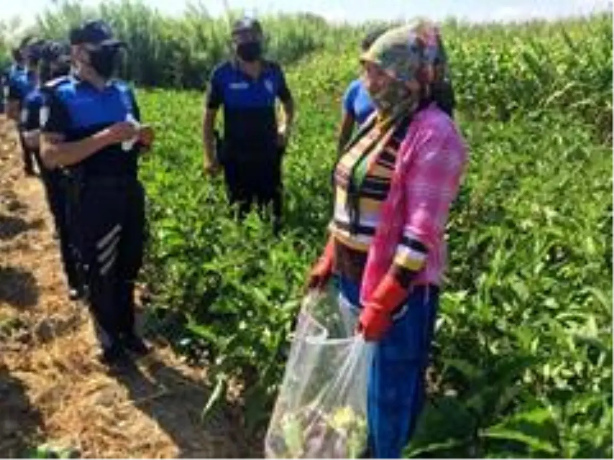 Son Dakika: Polis, tarım işçileriyle patlıcan toplayıp virüs uyarısı yaptı