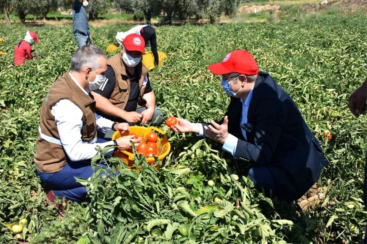 Salihli Ovasında yerli domatesler hasat ediliyor