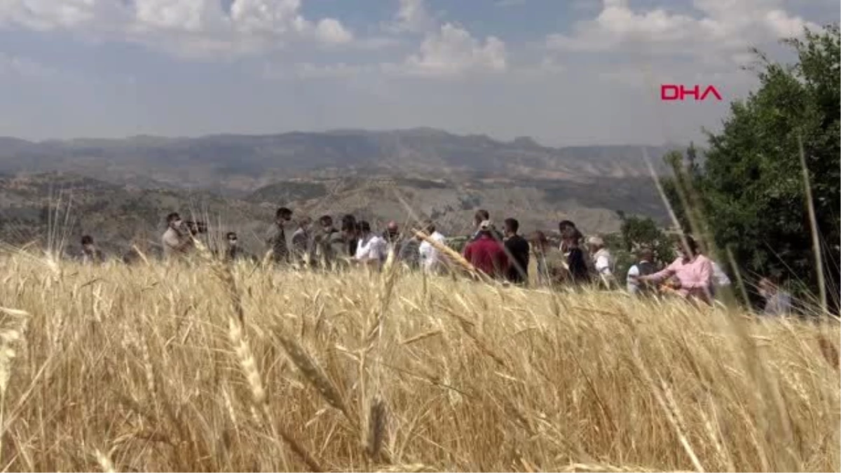 Şırnak\'ta buğday hasadı şenliği düzenlendi