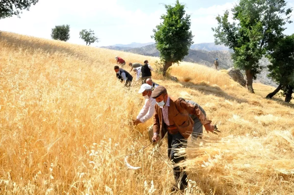 Son dakika haberi! Şırnak\'ta \'dengbej\' eşliğinde buğday hasadı başladı