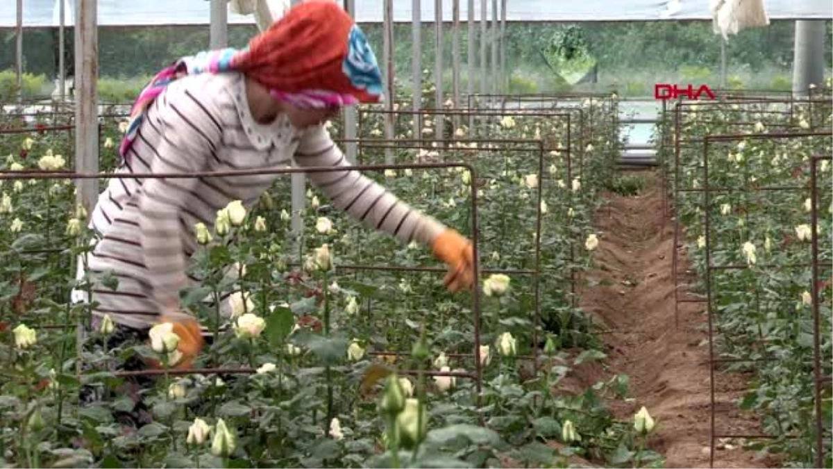Tokat\'ta üretilen kesme çiçekler, Türkiye\'nin dört bir yanına gönderiliyor