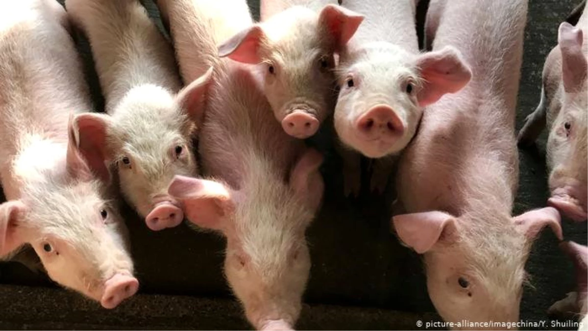 Yeni domuz gribi: Pandemiye dönüşebilir