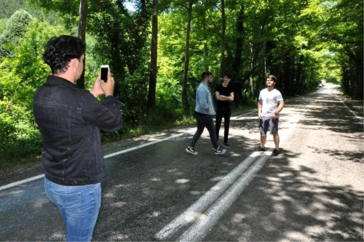 Ağaçların tünel oluşturduğu yol görsel şölen sunuyor