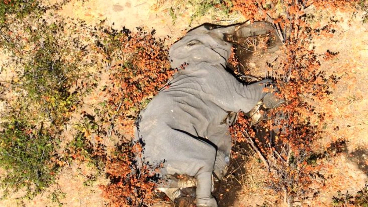 Botsvana\'da iki ay içerisinde 350 fil gizemli bir şekilde öldü