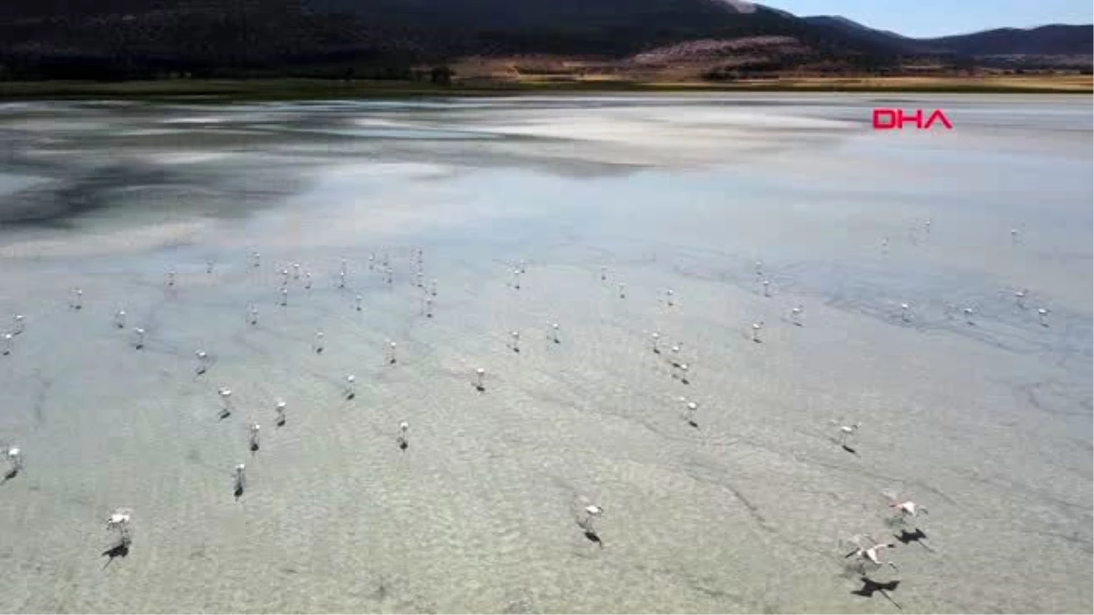 BURDUR Flamingoların Yarışlı Gölü\'ndeki şöleni havadan görüntülendi