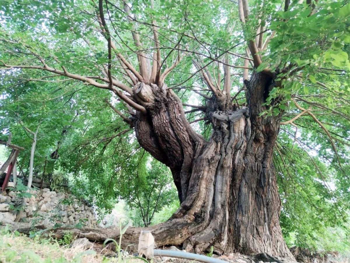 Tunceli\'de bin yıllık dut ağaçları bölgenin ekonomisine katkı sağlıyor