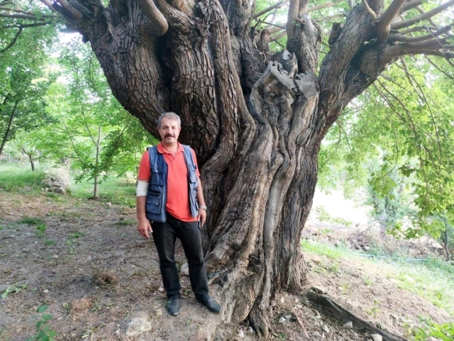 Tunceli'deki 1.200 yaşındaki dut ağaçları bölgenin ekonomisine katkı sağlıyor