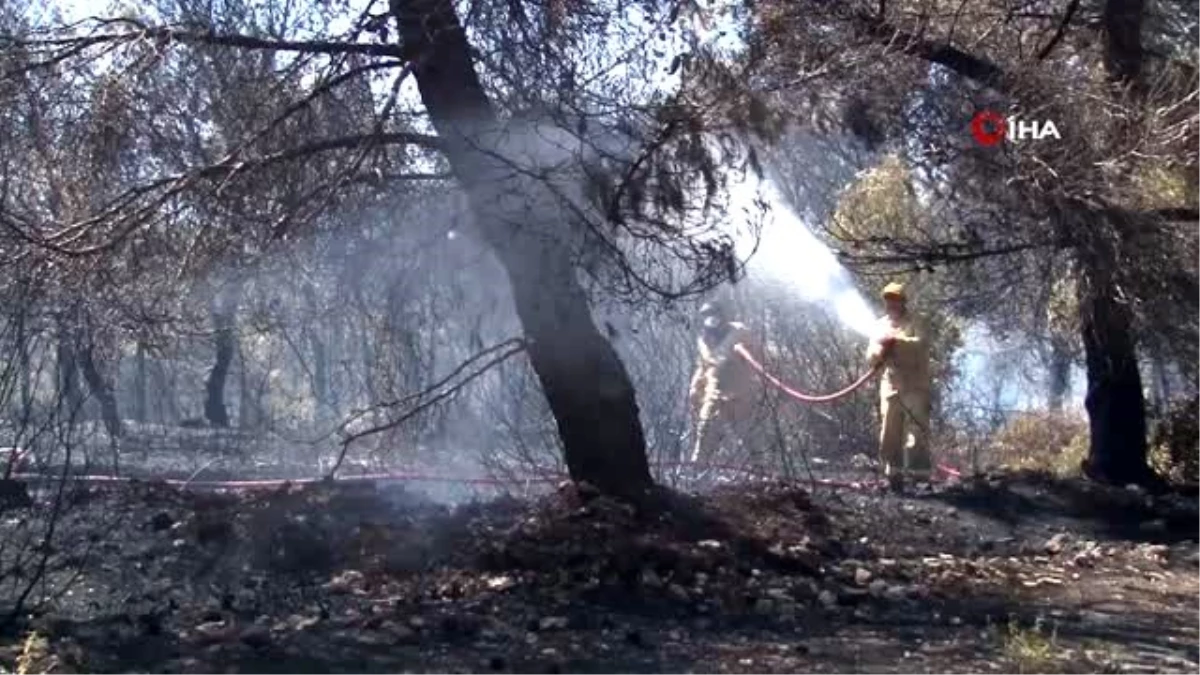 İzmir\'de korkutan orman yangını ile ilgili bir şüpheli gözaltına alındı