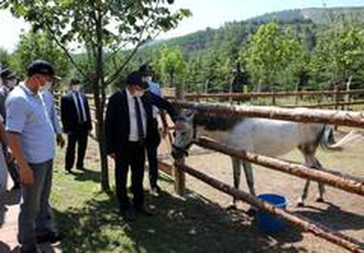 Rektör Şenocak\'tan Mahmudiye Hippoterapi Uygulama ve Araştırma Merkezine ziyaret