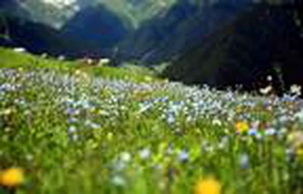 Rize\'nin Petran Yaylası rengarenk