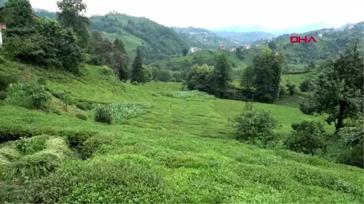 TRABZON Köpeklerin saldırısında ağır yaralanan kadın yaşam savaşı veriyor