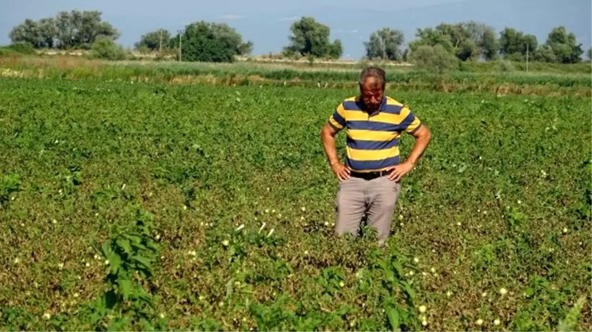 Türkiye\'nin domates üretim merkezi olan Bursa\'nın ovalarında ürünler kurudu, bu yıl salça fiyatları tavan yapacak