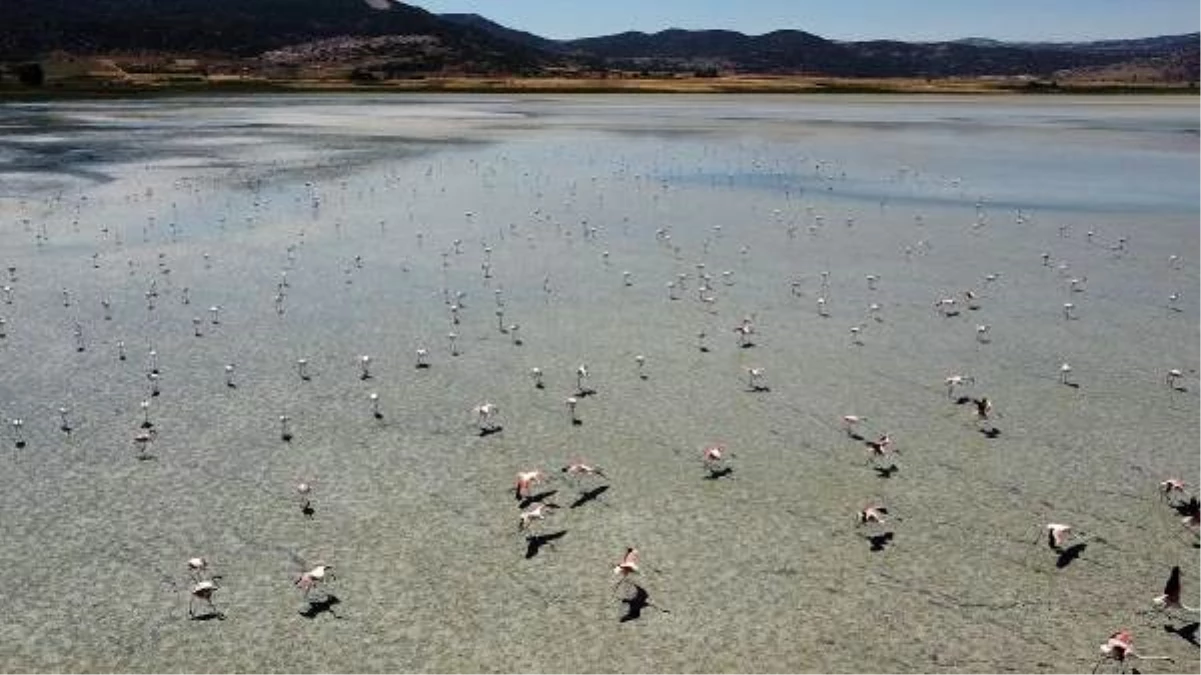 Yarışlı Gölü\'nde flamingoların görsel şöleni havadan görüntülendi